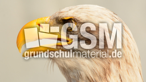 Weißkopf-Seeadler (17).jpg